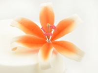 Feinzucker Blte Lily white orange spray